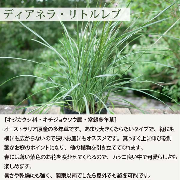 楽天市場】オージープランツ ［C］低木と多年草のセット生産者直送 15