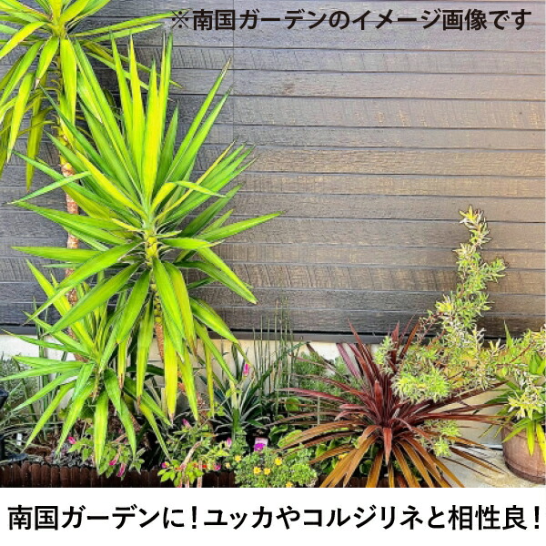 楽天市場】［生産者直送］ココスヤシ 株立ち(3本立ち) 樹高約60cm 耐寒