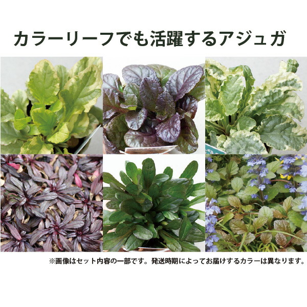 楽天市場】アジュガ・品種ミックス キランソウ 苗 28個 セット (3寸 3