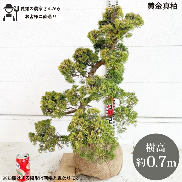 楽天市場】［生産者直送］黄金真柏 樹高約70cm 送料無料 庭木 苗木