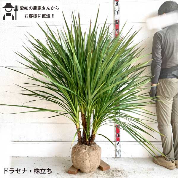 楽天市場】［生産者直送］ドラセナ 株立ち ニオイシュロラン 青