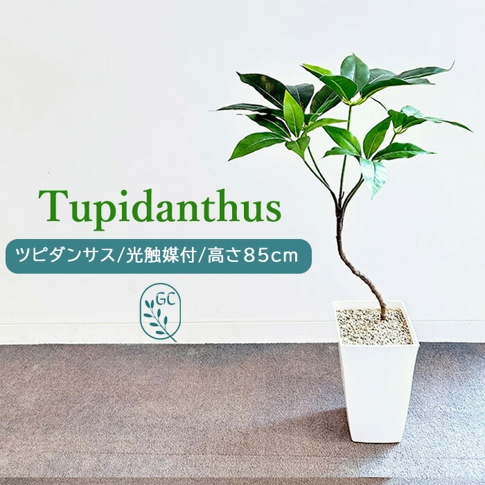 楽天市場】ツピダンサス 85cm フェイクグリーン 樹脂製白鉢 人工観葉