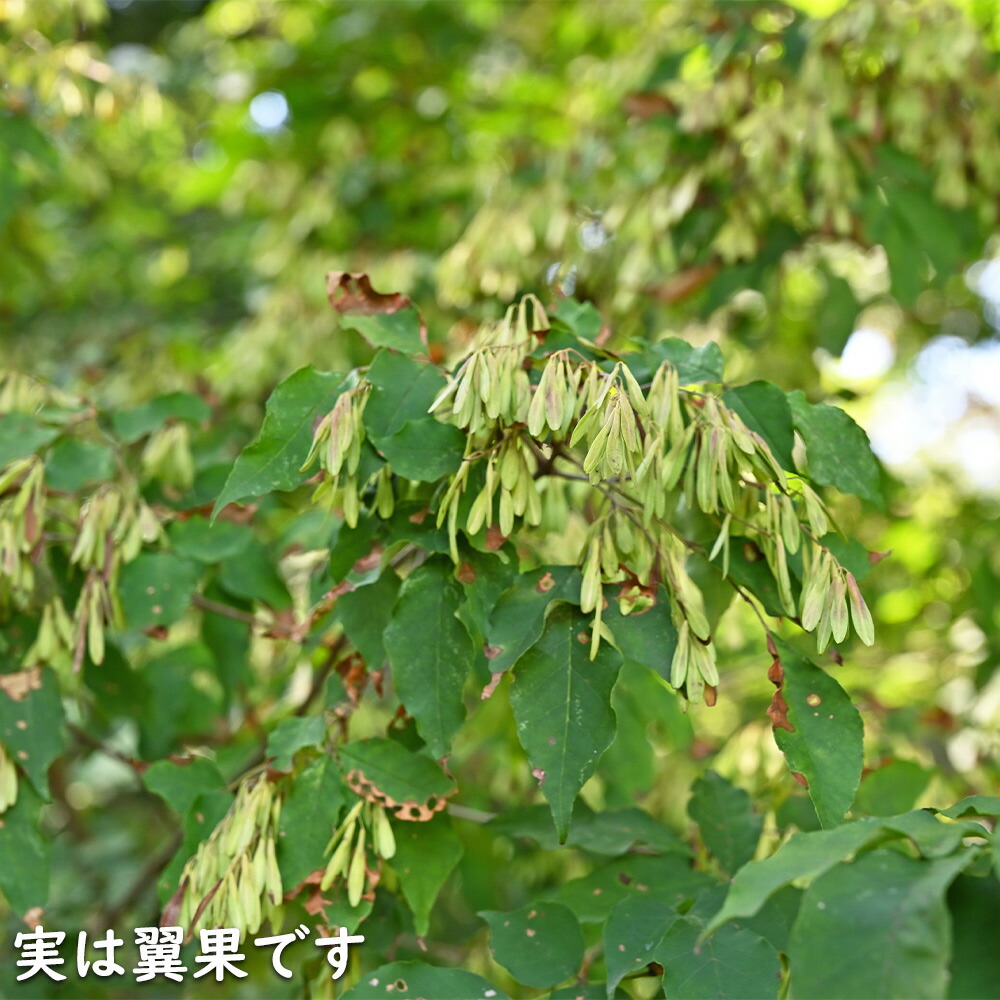 楽天市場】アオダモ (品種指定不可) 単木 0.8m 露地 2本 苗 : トオヤマ