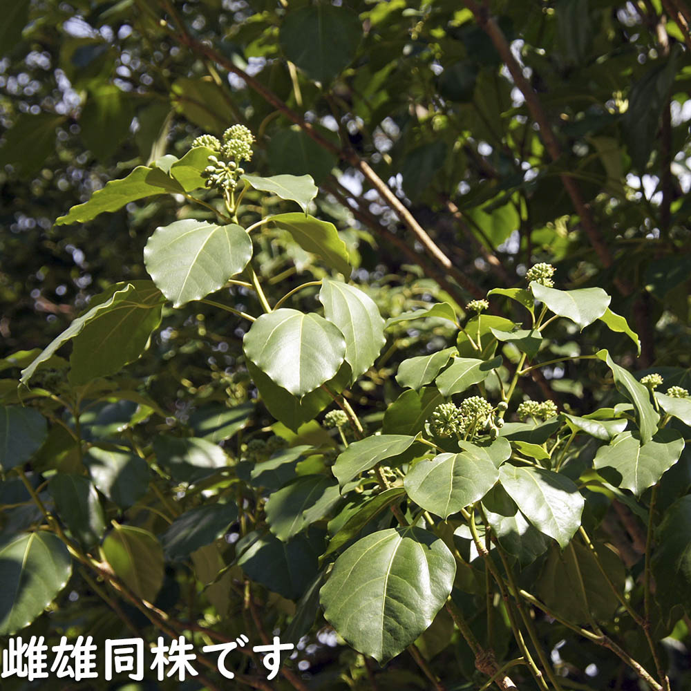 楽天市場】カクレミノ 株立ち（2本立ち含む） 1m 露地×2 苗 : トオヤマ