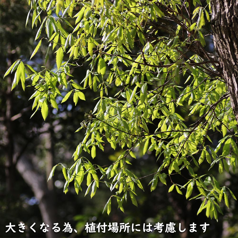 楽天市場】コナラ 株立ち 2.3m 露地 2本 苗木 : トオヤマグリーン