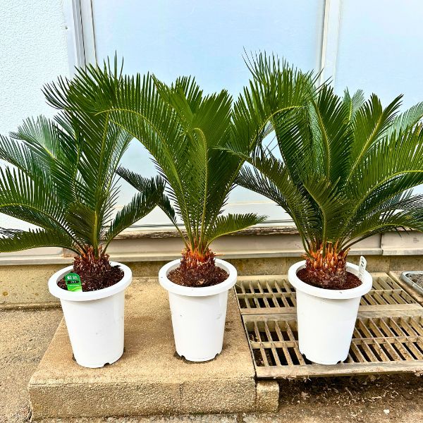 楽天市場】ソテツ(蘇鉄) 7号 シンボルツリー 鉢植え 庭木 植木 常緑樹