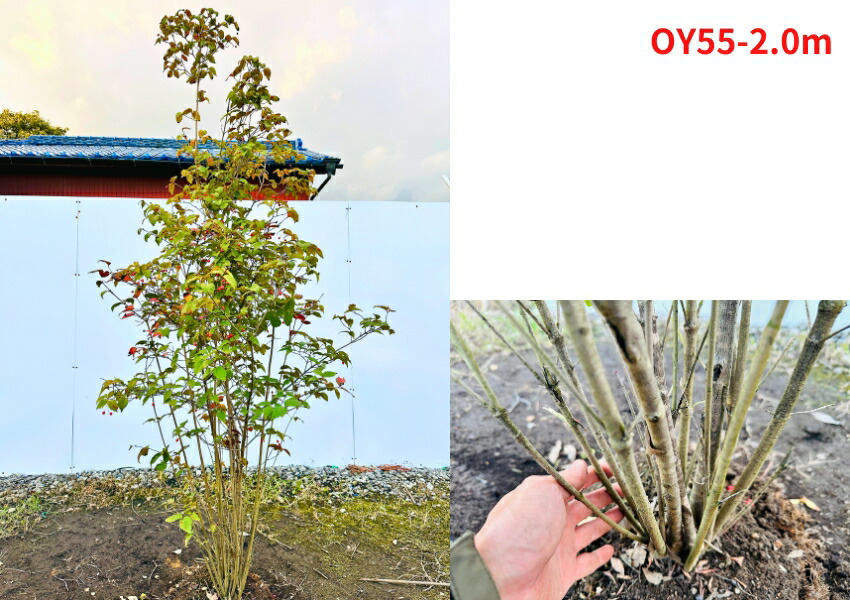 楽天市場】【現品発送】オトコヨウゾメ 株立ち 樹高1.7-2.0m(根鉢含ま