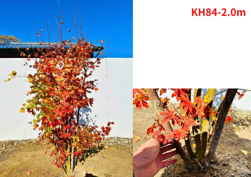楽天市場】【現品発送】コハウチワカエデ 株立ち 樹高1.8-2.0m(根鉢