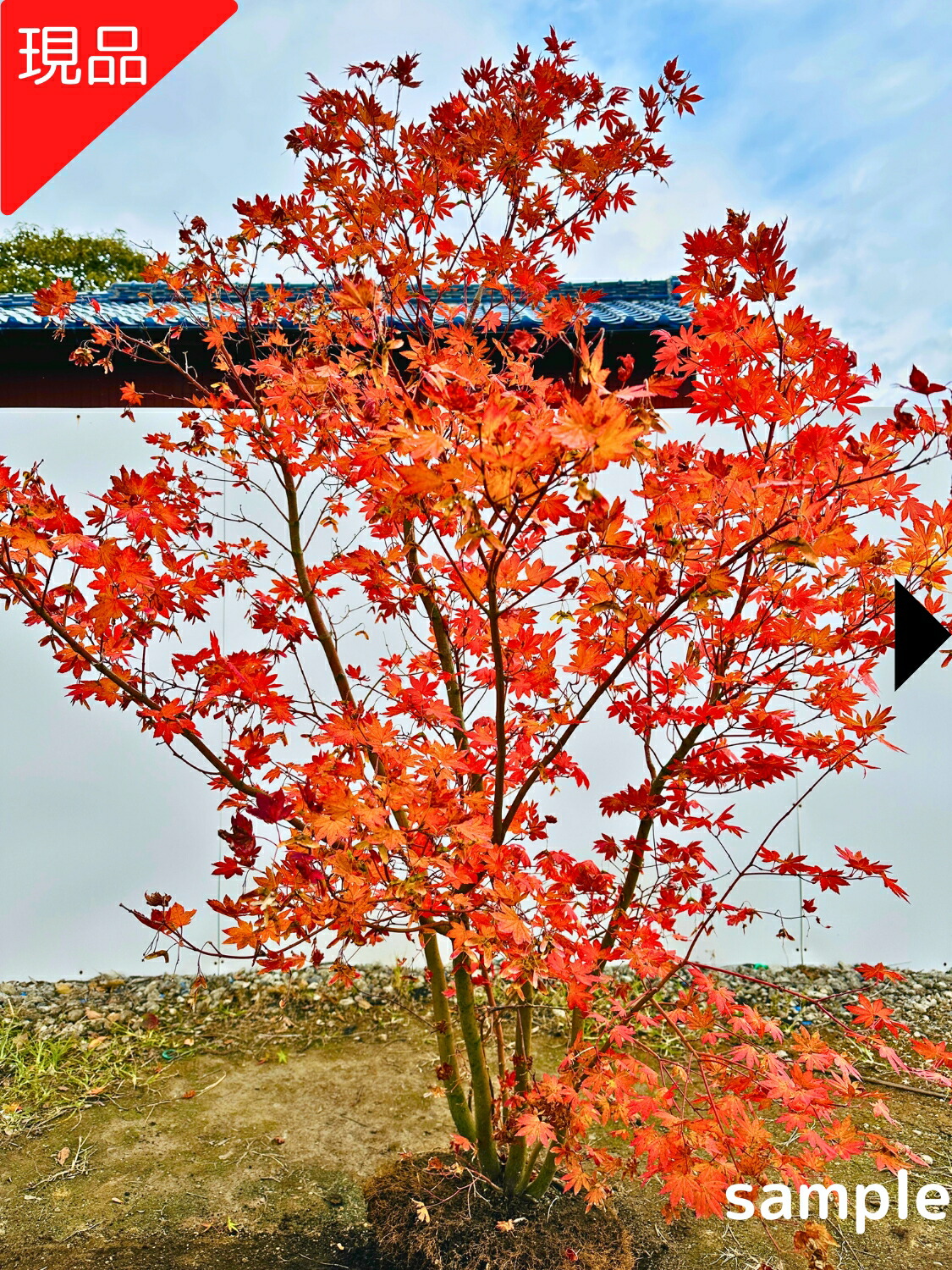 楽天市場】植木（種類（植物）イロハモミジ）（ガーデニング・農業｜花