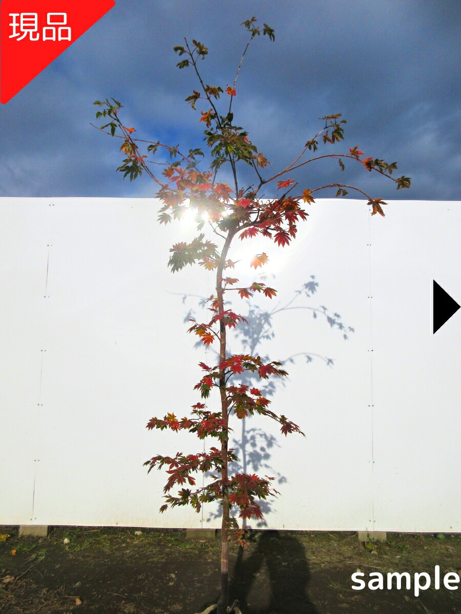 楽天市場】【現品発送】シダレコハウチワカエデ 関の華厳 セキノケゴン