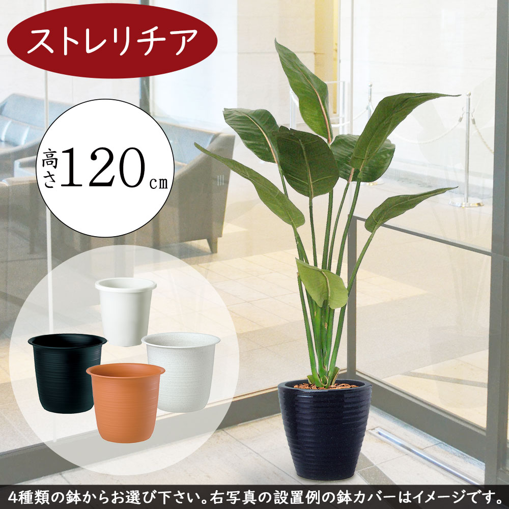 楽天市場】ストレリチア ストレチア フェイクグリーン おしゃれ 人気