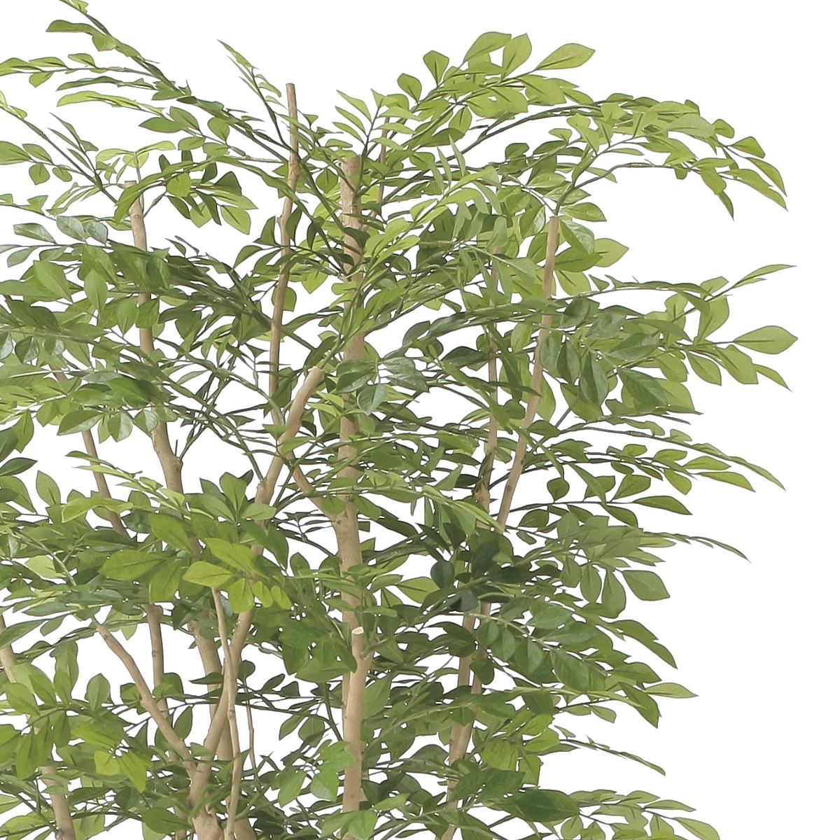 楽天市場】光触媒 光の楽園 ウッドボックストネリコミックス1.8