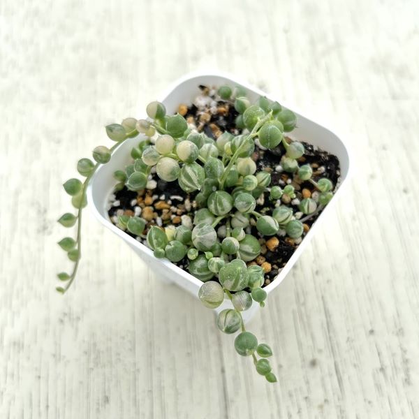 楽天市場】【当店農場生産】多肉植物 セネシオ 斑入グリーンネックレス