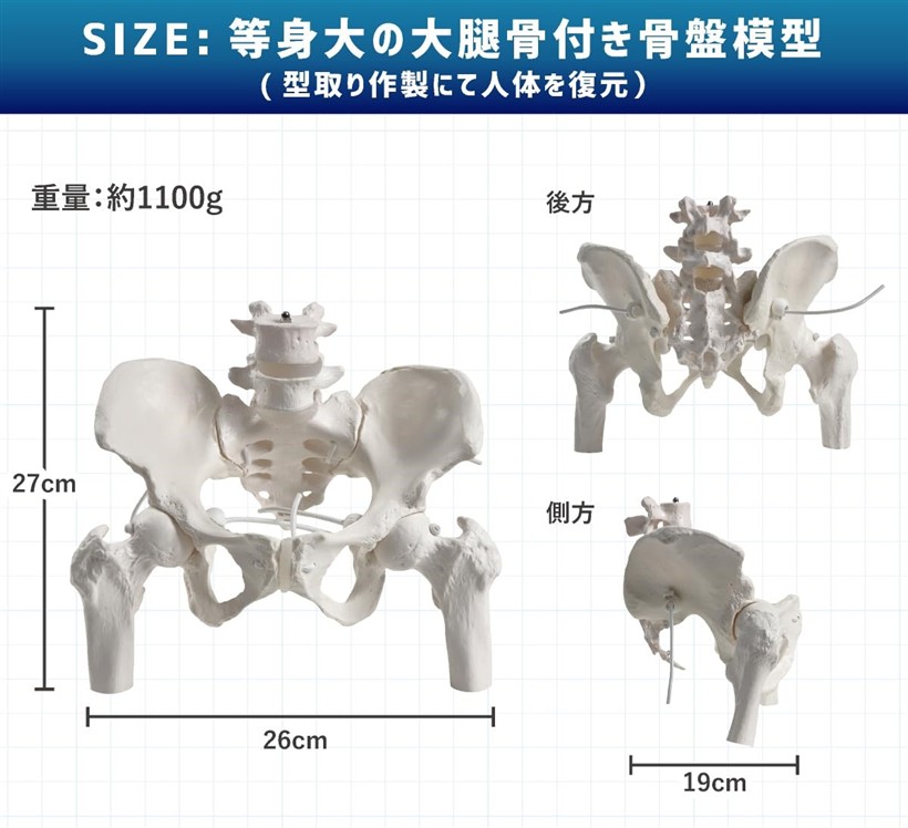 楽天市場】【楽天ランキング1位入賞】グイッと動かせる大腿骨付き骨盤