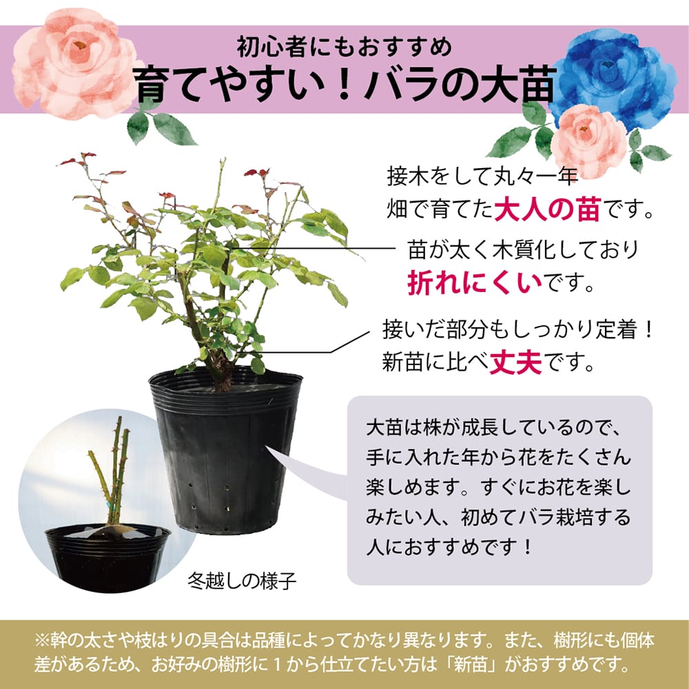 楽天市場】四季咲きバラ苗 【シェエラザード】 2年生大苗 : 苗木部