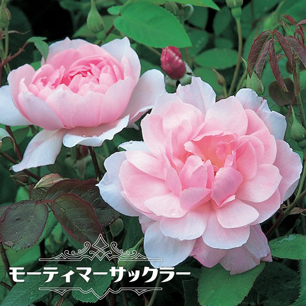 バラ苗切りバラ苗和バラ.ch♡rlotte perrir♡nd ROSE CHARLOTTE PERRIAND – WABARA online store