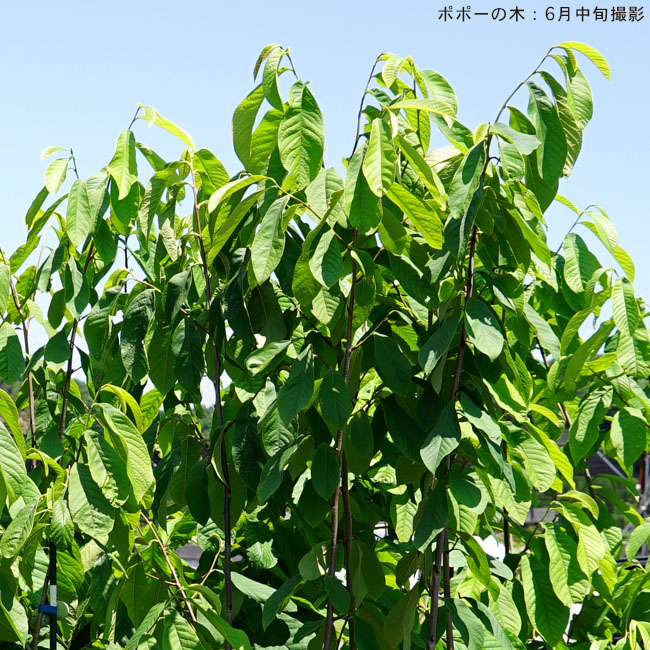 楽天市場】ポポー 苗木 【ポトマック】 3年生接木大苗 【大型宅配便