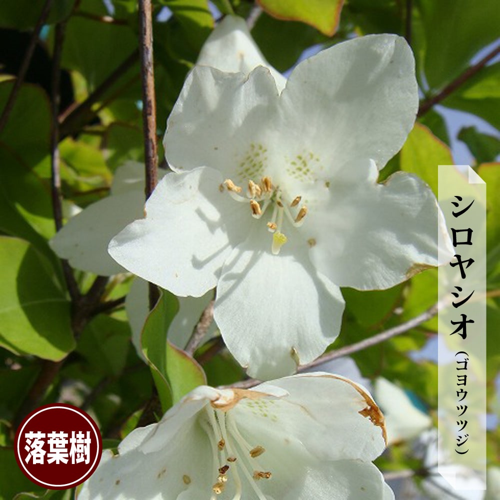 楽天市場】シロヤシオツツジの通販
