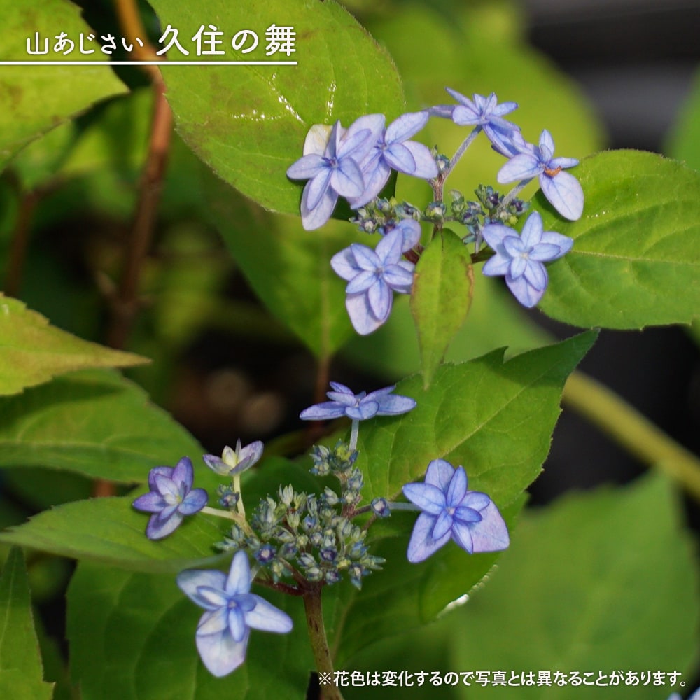 楽天市場】紫陽花 ヤマアジサイ 【久住の舞】 ポット苗 : 苗木部 by