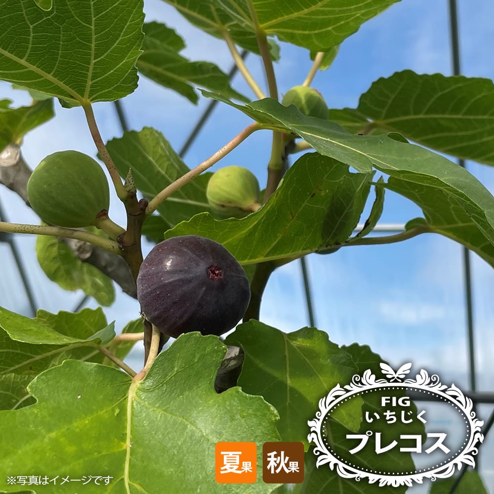 楽天市場】いちじく 【プレコス】 2年生挿し木苗 7号ロングスリット