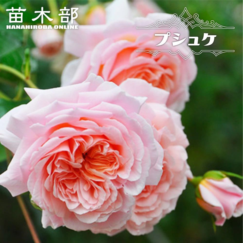 楽天市場】四季咲きバラ苗 【プシュケ】 2年生大苗 6号ポット 登録品種