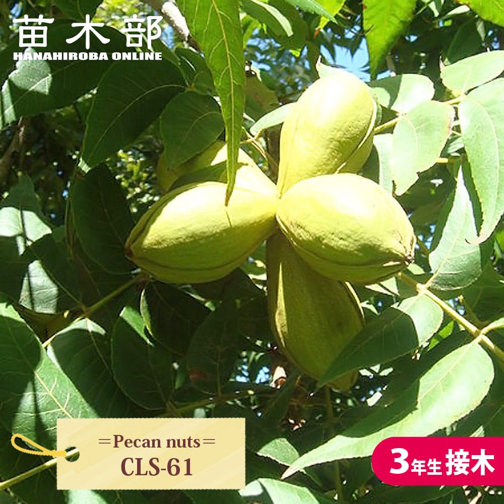 楽天市場】ペカンナッツ 【CLS-61】 3年生接木 8号ポット苗 : 苗木部