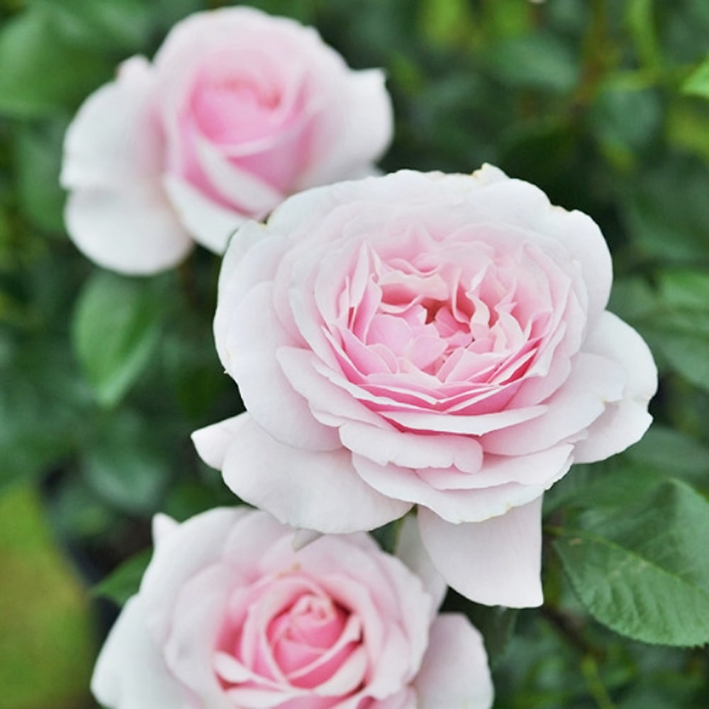 楽天市場】四季咲き強香バラ苗 【ジルドゥブリザック】 2年生大苗 登録