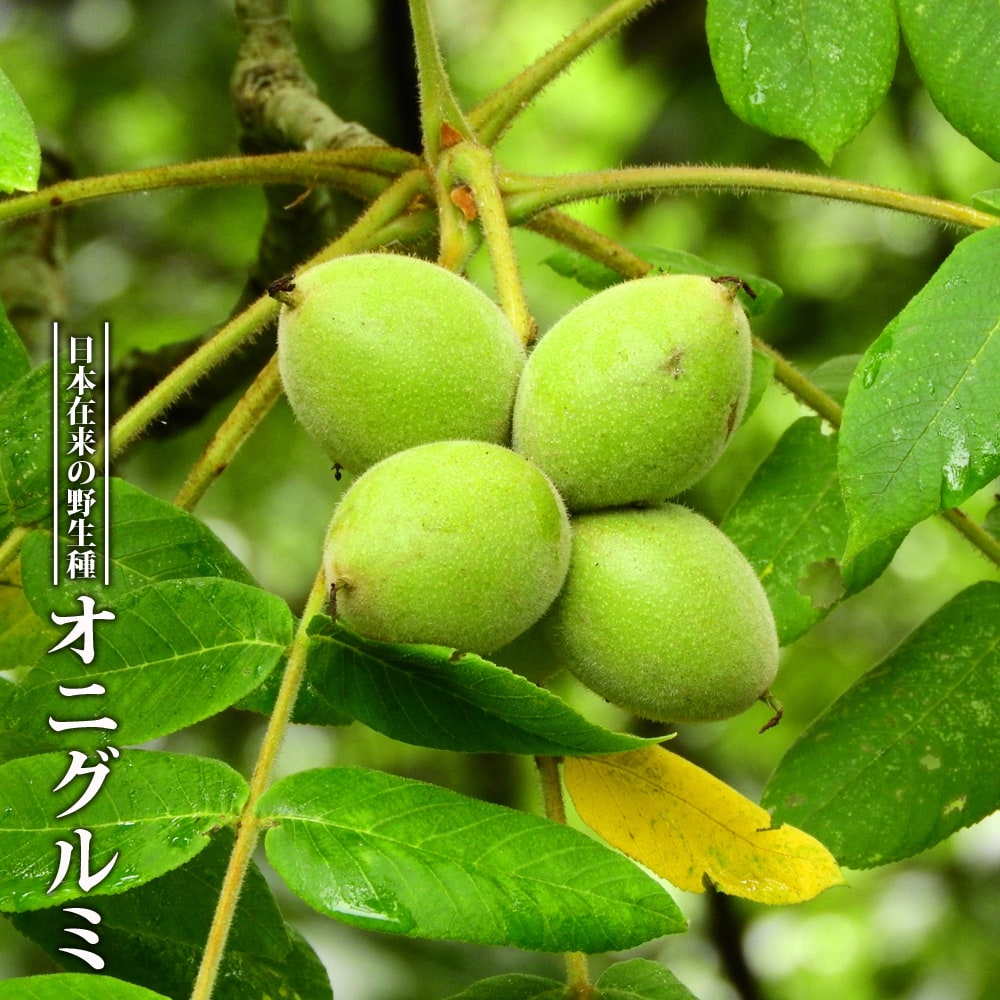楽天市場】くるみの木の苗 【鬼胡桃 （オニグルミ）】 2年生実生苗