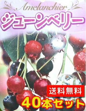 苗 ジューンベリー」の人気商品一覧 | 安い商品を通販サイトから探す