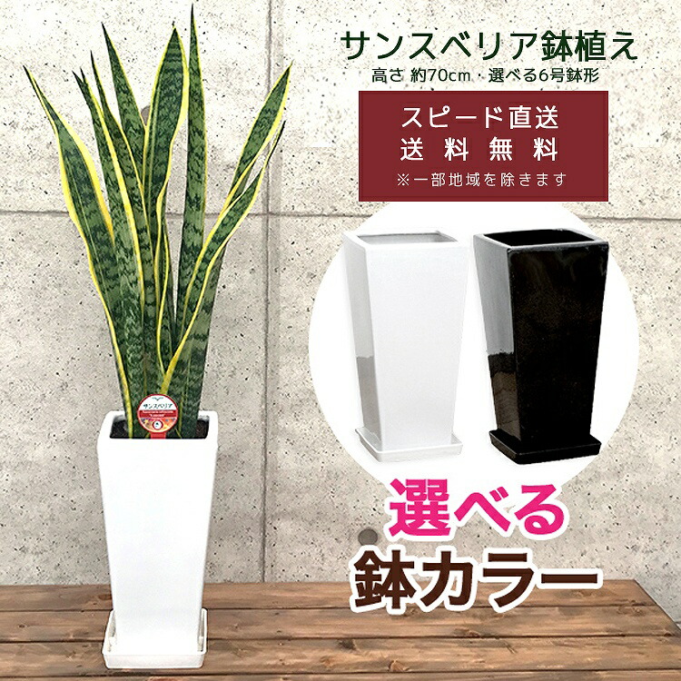 楽天市場】観葉植物 サンスベリア6号鉢(選べる鉢6種)高さ約70cm