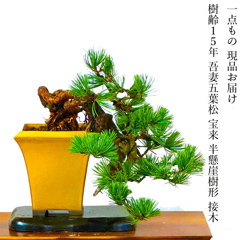 楽天市場】盆栽 松 希少 樹齢15年 吾妻五葉松 宝来 半懸崖 接木 一生