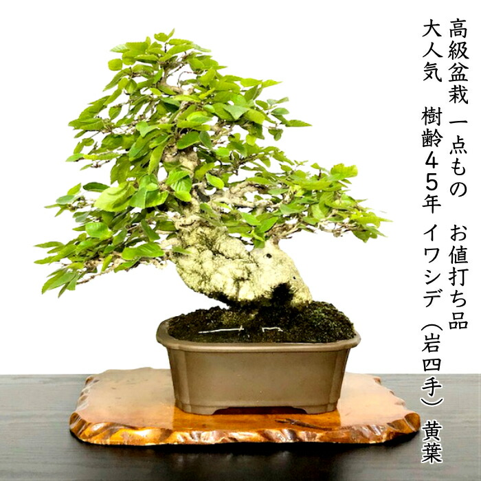 楽天市場】イワシデ 岩四手 希少 樹齢45年 高級盆栽 展示品 : 花心盆栽