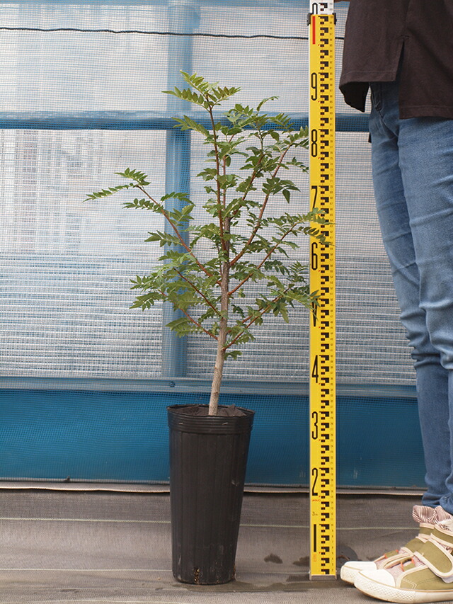 埼玉県産無農薬の朝倉山椒の種 2000粒（栽培用） 埼玉県産無農薬の朝倉