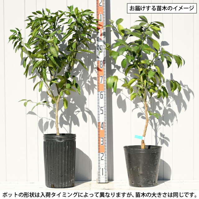楽天市場】[楽天市場店限定価格] ◇グリGO!ガーデニング応援祭