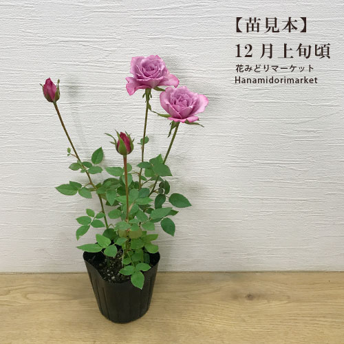 楽天市場】【単品 / 3個セット】芳香性ミニバラベンムーン 3号ポット苗