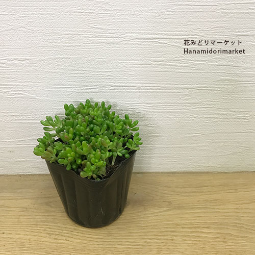 楽天市場】セダム 虹の玉 （ ニジノタマ ）2.5～3号ポット苗グランド