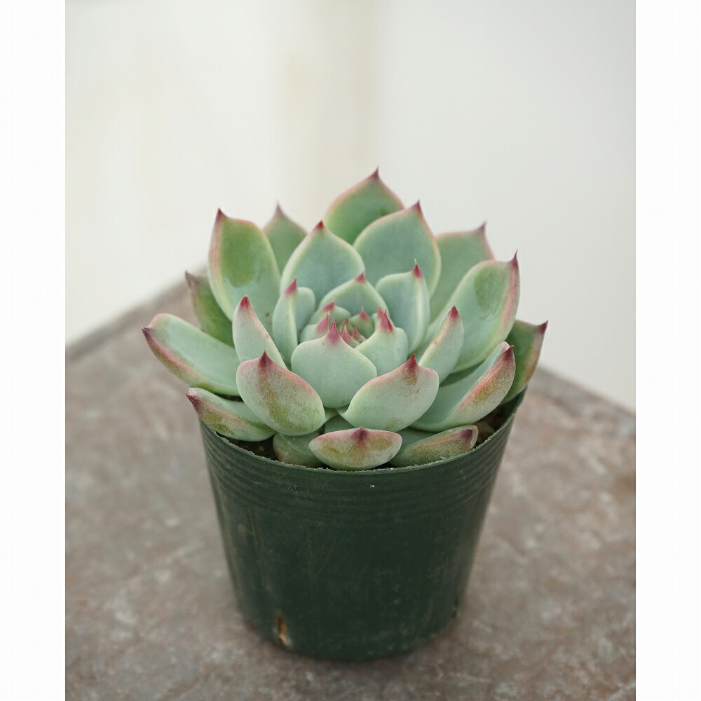 楽天市場】観葉植物 多肉植物 エケベリア モモタロウ 2.5号 7.5cm