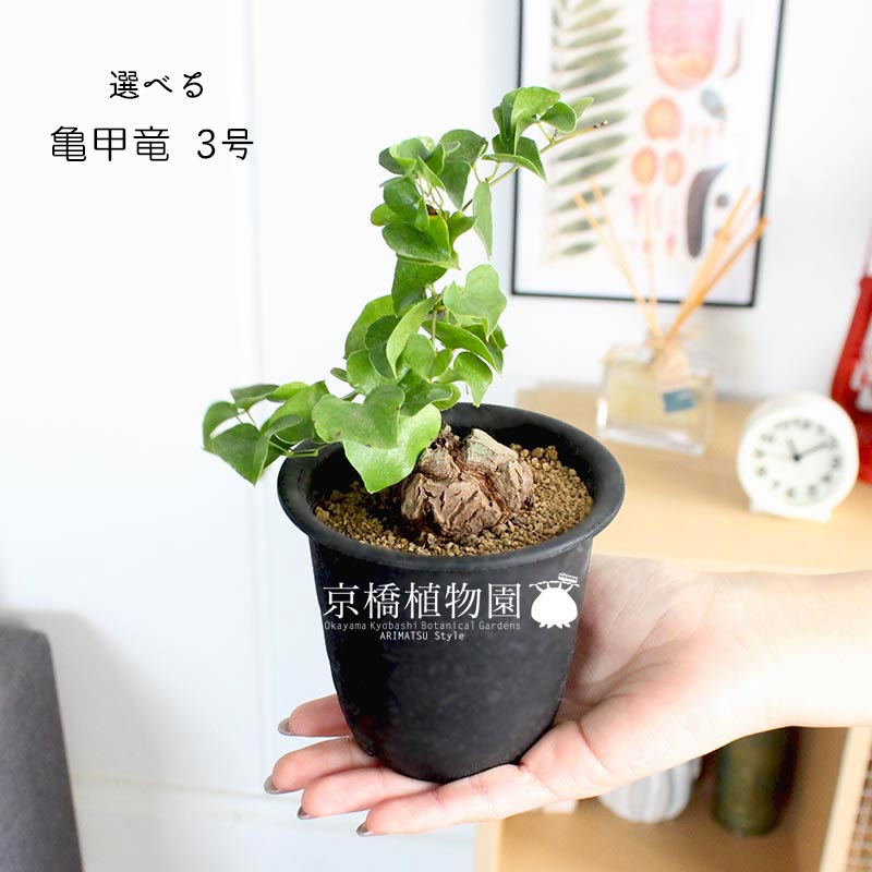 楽天市場】【マラソンクーポン有！】【現品】アフリカ亀甲竜 3号 黒鉢