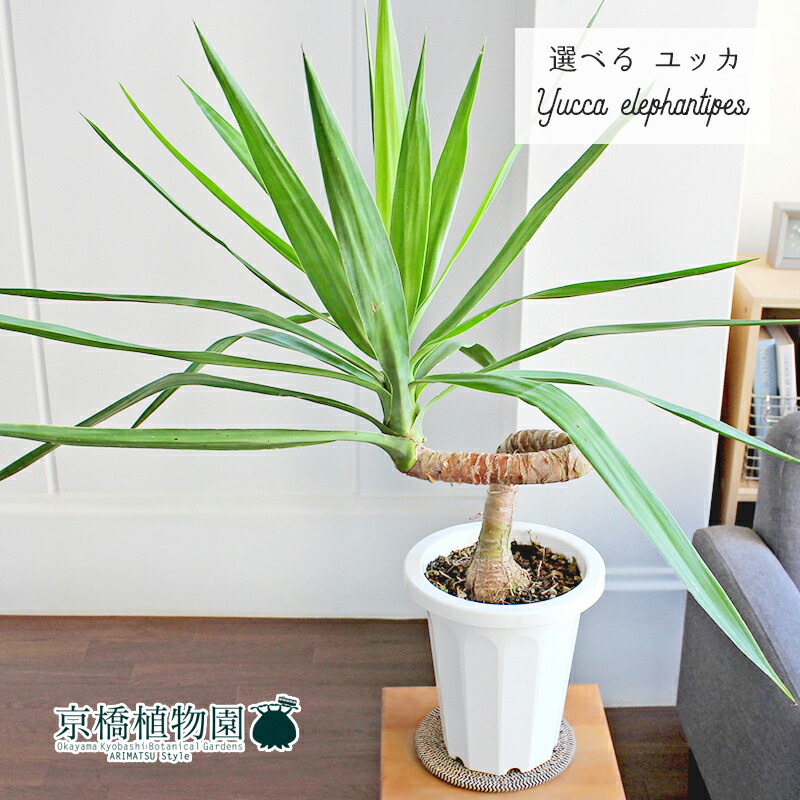 楽天市場】【マラソンクーポン有！】【現品】ユッカ・エレファンティ