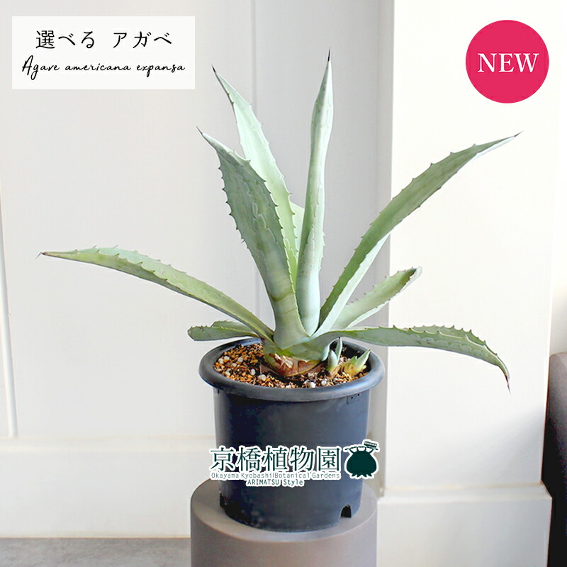 楽天市場】【マラソンクーポン有！】【現品】アガベ・アメリカーナ