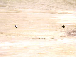 楽天市場】ラビットハウス : 小動物専門店ヘヴン