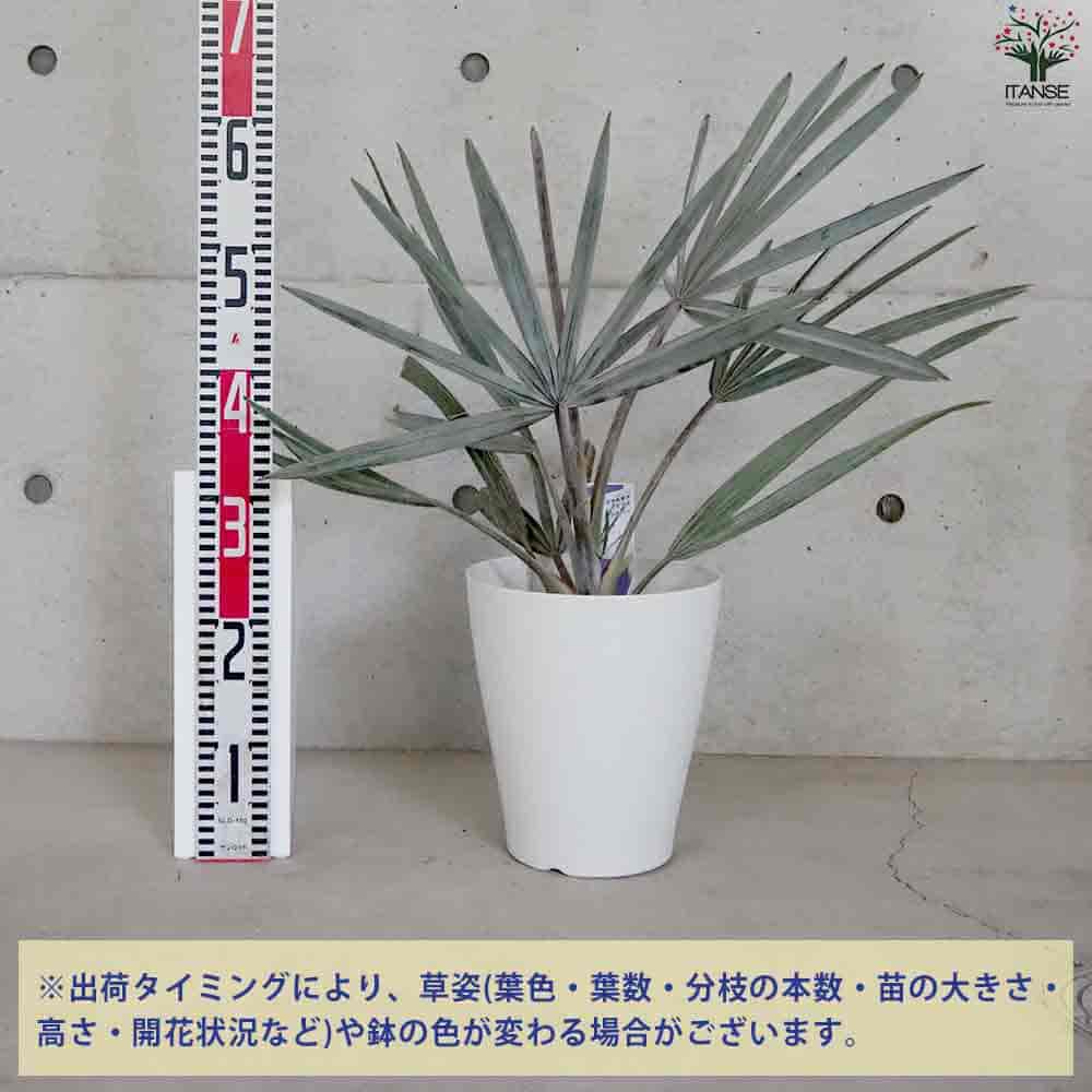 楽天市場】【マラソン☆ポイント5倍】ビスマルキア ノビリス シルバー