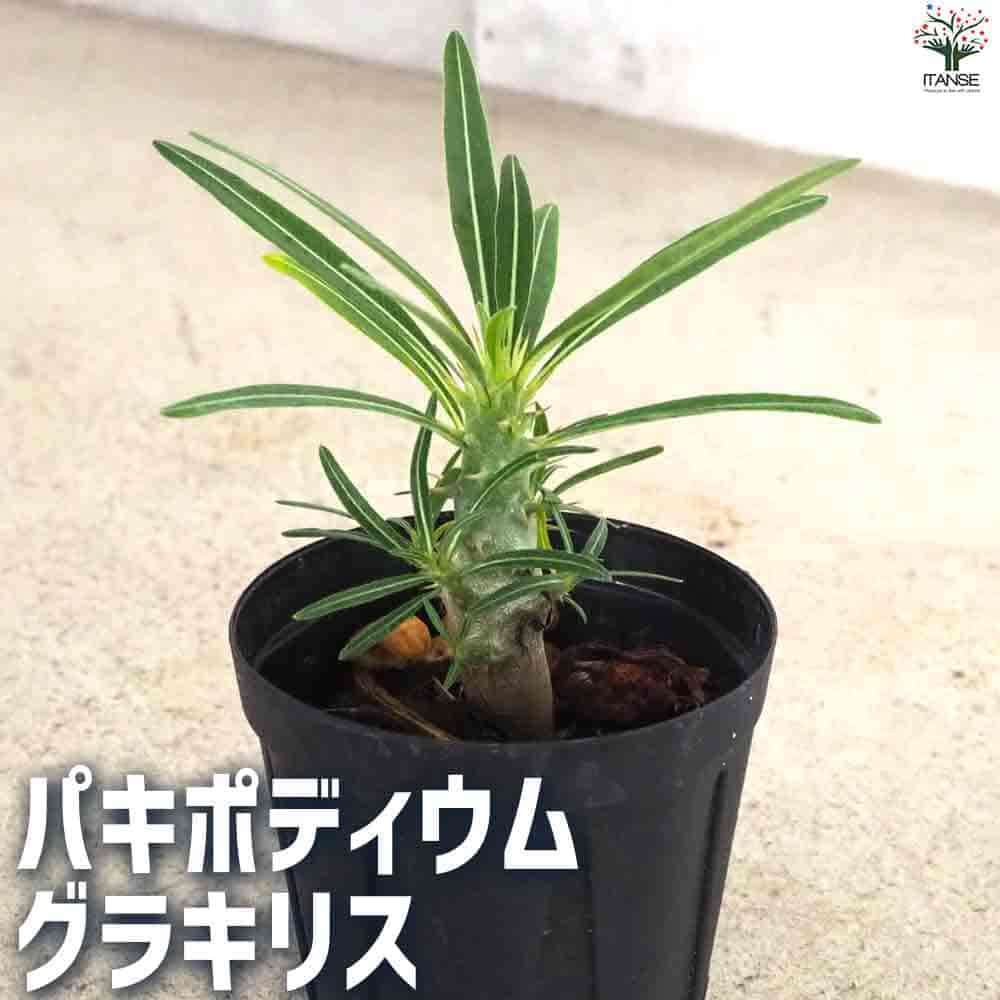 楽天市場】パキポディウムグラキリス（花・ガーデン・DIY）の通販