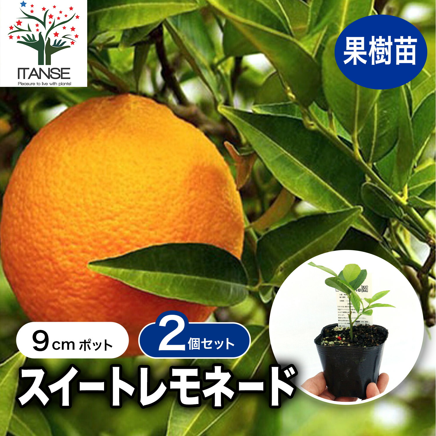 楽天市場】【マラソン☆ポイント5倍】レモン スイートレモネード 果樹