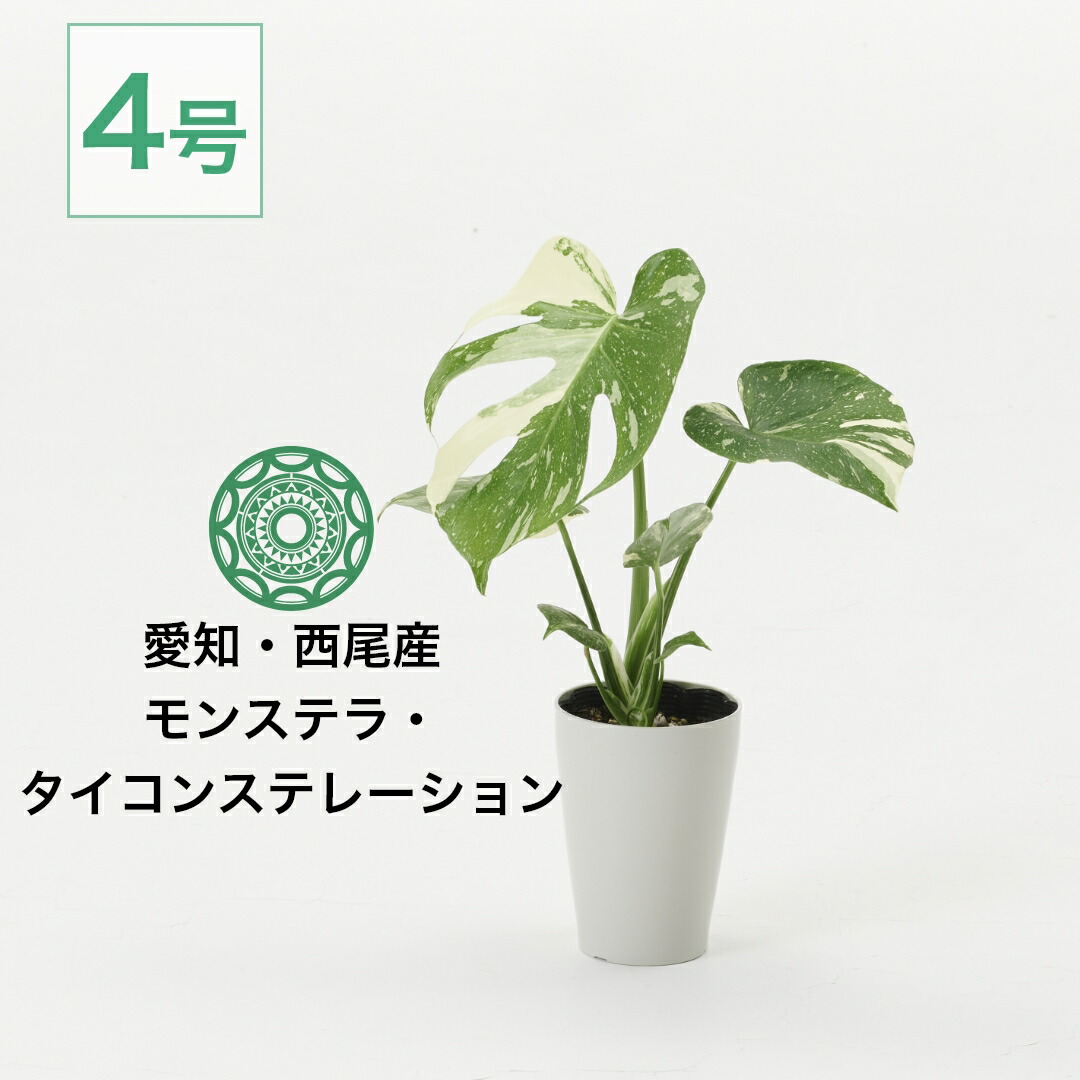 楽天市場】観葉植物 モンステラ 4号 タイコンステレーション 斑入り