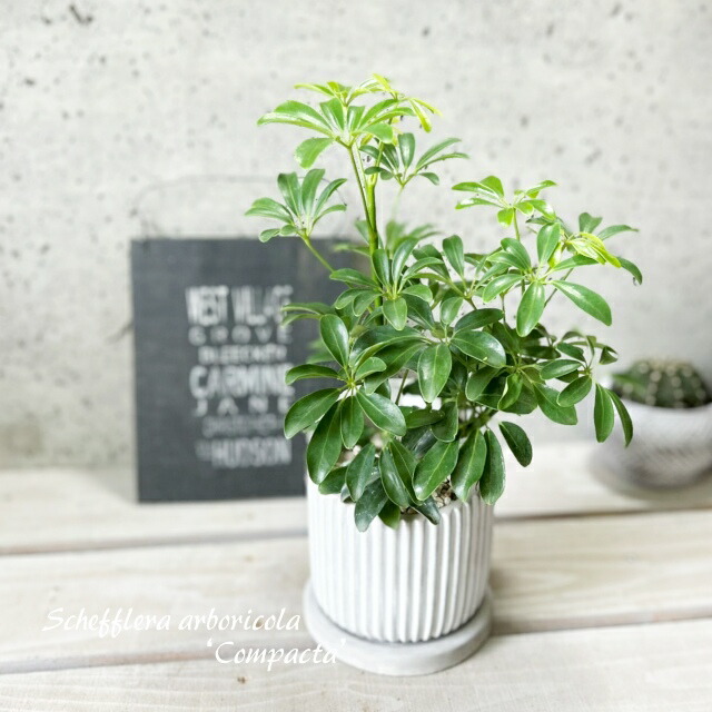 観葉植物 シェフレラ コンパクタ」の人気商品一覧 | 安い商品を通販