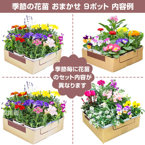 楽天市場】花苗 セット 季節の花 おまかせセット 9ポット 1187 hananae