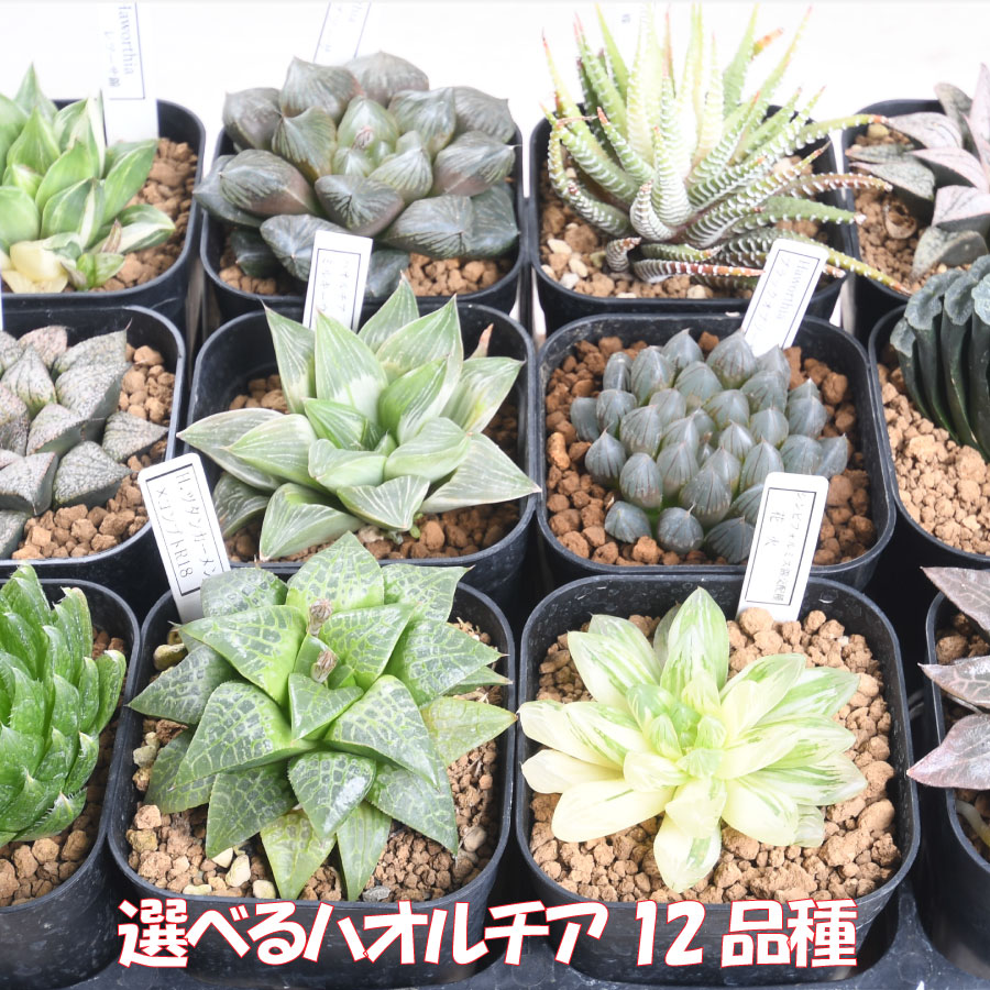 楽天市場】ハオルチア オブツーサ錦の通販