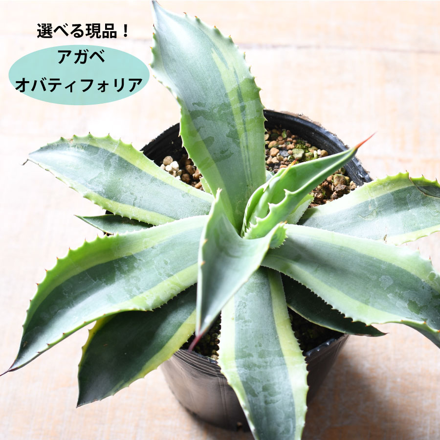 楽天市場】アガベ オバティフォリア オルカ 4号 【選べる現品】 斑入り