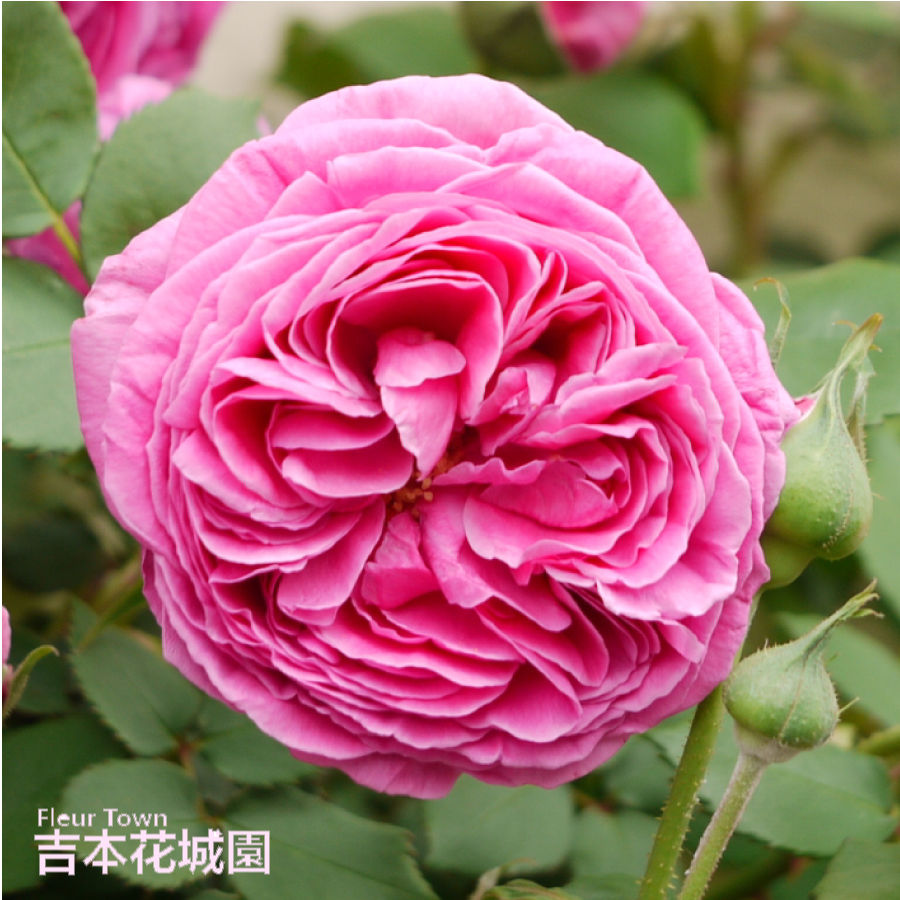 楽天市場】バラ苗 マダムイサークぺレール （マダムイザアックペレール